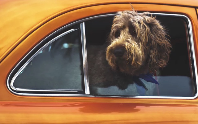 A photo of a brown dog with his head outside the window of an orange car.